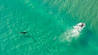 Asombrosas imágenes aéreas de surfistas y tiburones